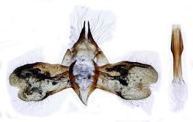 Attēlu rezultāti vaicājumam “Scardia boletella”