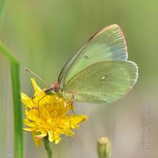 Attēlu rezultāti vaicājumam “Colias palaeno male”