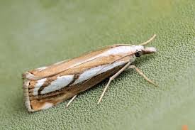 Attēlu rezultāti vaicājumam “Catoptria fulgidella”