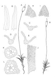 Attēlu rezultāti vaicājumam “Gymnostomum calcareum”