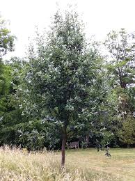 Attēlu rezultāti vaicājumam “Sorbus aria”