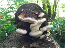 Attēlu rezultāti vaicājumam “Fomitopsis pinicola”