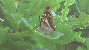 Attēlu rezultāti vaicājumam “Apatura iris male”