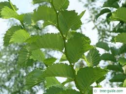 Attēlu rezultāti vaicājumam “Ulmus glabra leaf”
