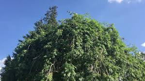 Attēlu rezultāti vaicājumam “Fraxinus excelsior Pendula”