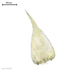 Attēlu rezultāti vaicājumam “Hypnum pallescens”