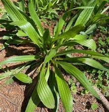 Attēlu rezultāti vaicājumam “Plantago lanceolata leaf”