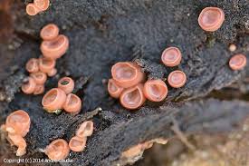 Attēlu rezultāti vaicājumam “Craterocolla cerasi”