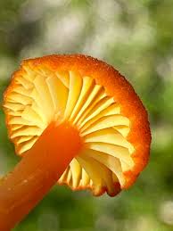 Attēlu rezultāti vaicājumam “Hygrocybe cantharellus”