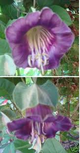 Image result for Glockenrebe