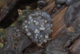 Attēlu rezultāti vaicājumam “Exidia glandulosa”