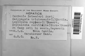 Attēlu rezultāti vaicājumam “Scapania mucronata”