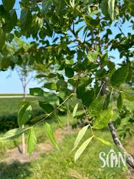 Attēlu rezultāti vaicājumam “Gymnocladus dioicus leaf”