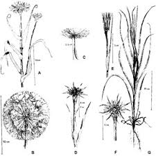 Attēlu rezultāti vaicājumam “Tragopogon pratensis subsp. pratensis bud”