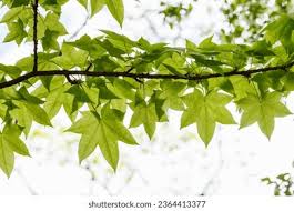 Attēlu rezultāti vaicājumam “Kalopanax septemlobus”