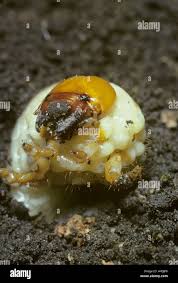 Attēlu rezultāti vaicājumam “Ceruchus chrysomelinus larva”