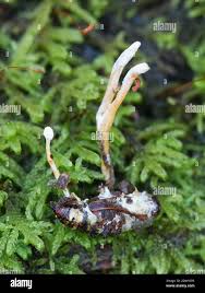 Attēlu rezultāti vaicājumam “Cordyceps farinosa”