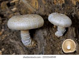 Attēlu rezultāti vaicājumam “Lentinus lepideus”