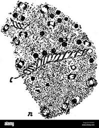 Attēlu rezultāti vaicājumam “Trichia varia sessile”