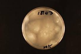 Attēlu rezultāti vaicājumam “Phlebiopsis gigantea”