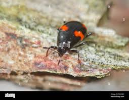 Attēlu rezultāti vaicājumam “Scaphidium quadrimaculatum”