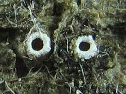 Attēlu rezultāti vaicājumam “Stictis”