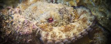 Image result for Three Seas Diving