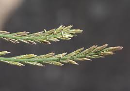 Attēlu rezultāti vaicājumam “Lolium perenne”