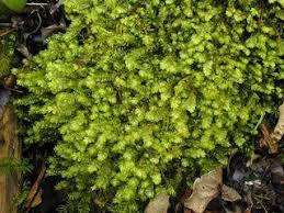 Attēlu rezultāti vaicājumam “Plagiochila porelloides sporophyte”