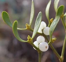 Attēlu rezultāti vaicājumam “Viscum album”