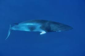 Image result for Balaenoptera acutorostrata