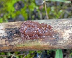 Attēlu rezultāti vaicājumam “Ascotremella faginea”