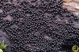 Attēlu rezultāti vaicājumam “Ruzenia spermoides”