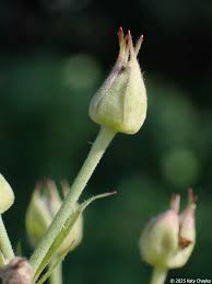 Attēlu rezultāti vaicājumam “Rubus caesius flower”