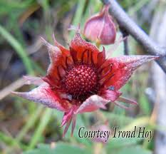 Attēlu rezultāti vaicājumam “Comarum palustre flower”