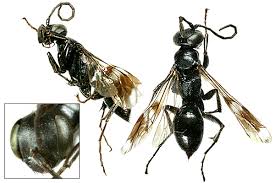 Attēlu rezultāti vaicājumam “Dipogon sp.”