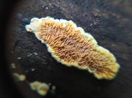 Attēlu rezultāti vaicājumam “Pseudomerulius aureus”