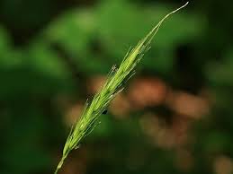 Attēlu rezultāti vaicājumam “Hordelymus europaeus”