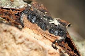 Attēlu rezultāti vaicājumam “Biscogniauxia marginata”