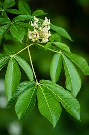 Attēlu rezultāti vaicājumam “Aesculus flava leaf”