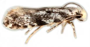 Attēlu rezultāti vaicājumam “Tineidae”