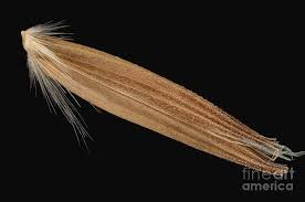 Attēlu rezultāti vaicājumam “Arrhenatherum elatius”