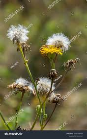 Attēlu rezultāti vaicājumam “Hieracium laevigatum”