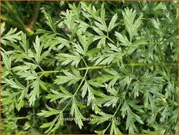 Attēlu rezultāti vaicājumam “Cenolophium denudatum leaf”