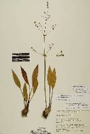 Attēlu rezultāti vaicājumam “Alisma lanceolatum”