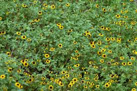 Image result for Sanvitalia procumbens