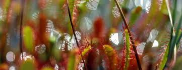Attēlu rezultāti vaicājumam “Drosera anglica fruit”