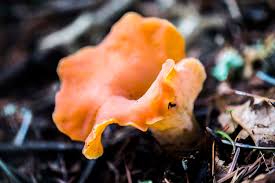 Attēlu rezultāti vaicājumam “Tremiscus helvelloides”