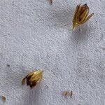 Attēlu rezultāti vaicājumam “Juncus conglomeratus fruit”