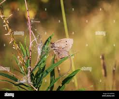 Attēlu rezultāti vaicājumam “Lopinga achine underside”